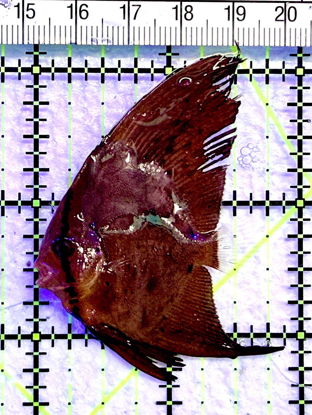 Orbic Batfish OB101803 WYSIWYG Size: S 1.75" approx