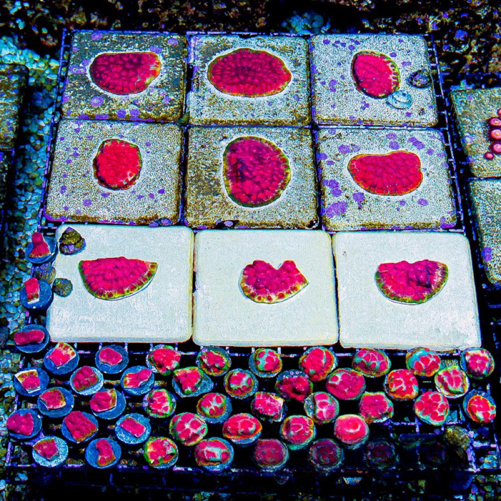 Applejacks Favia (Aquacultured) Size: M 0.75” to 1” Approx Frag
