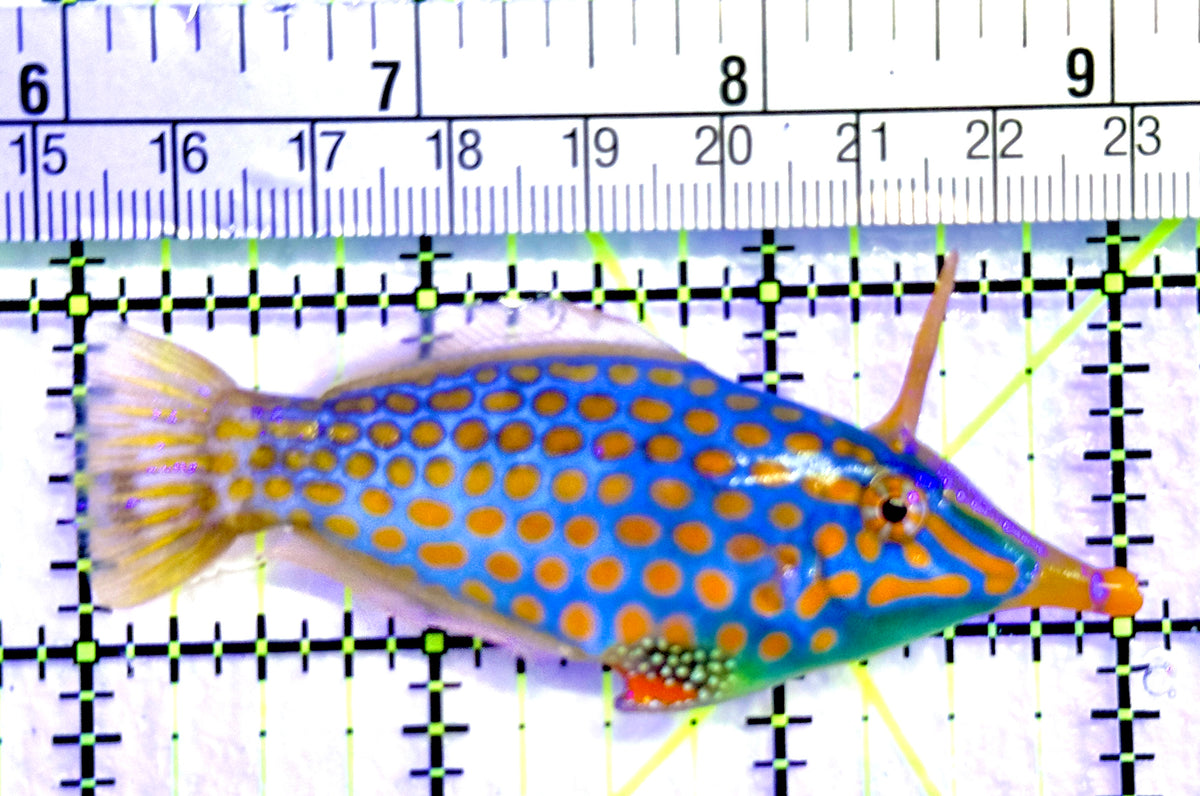 Orange Spotted Filefish OSF101801 WYSIWYG Size: L 3" approx