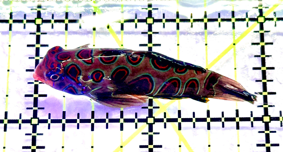 Spotted Mandarin Dragonet SMD101801 WYSIWYG Size : L 2" approx