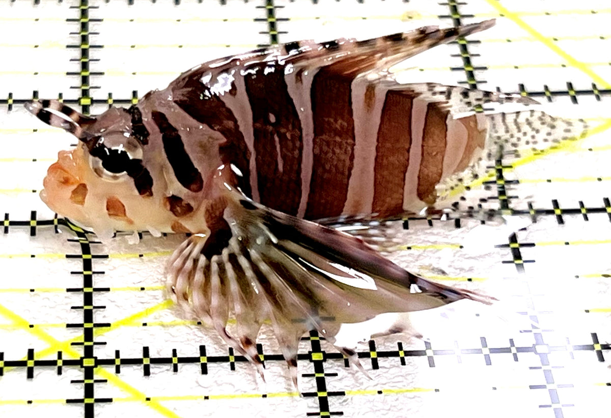 Dwarf Zebra Lionfish DZL101102 WYSIWYG Size: M 2.75" approx