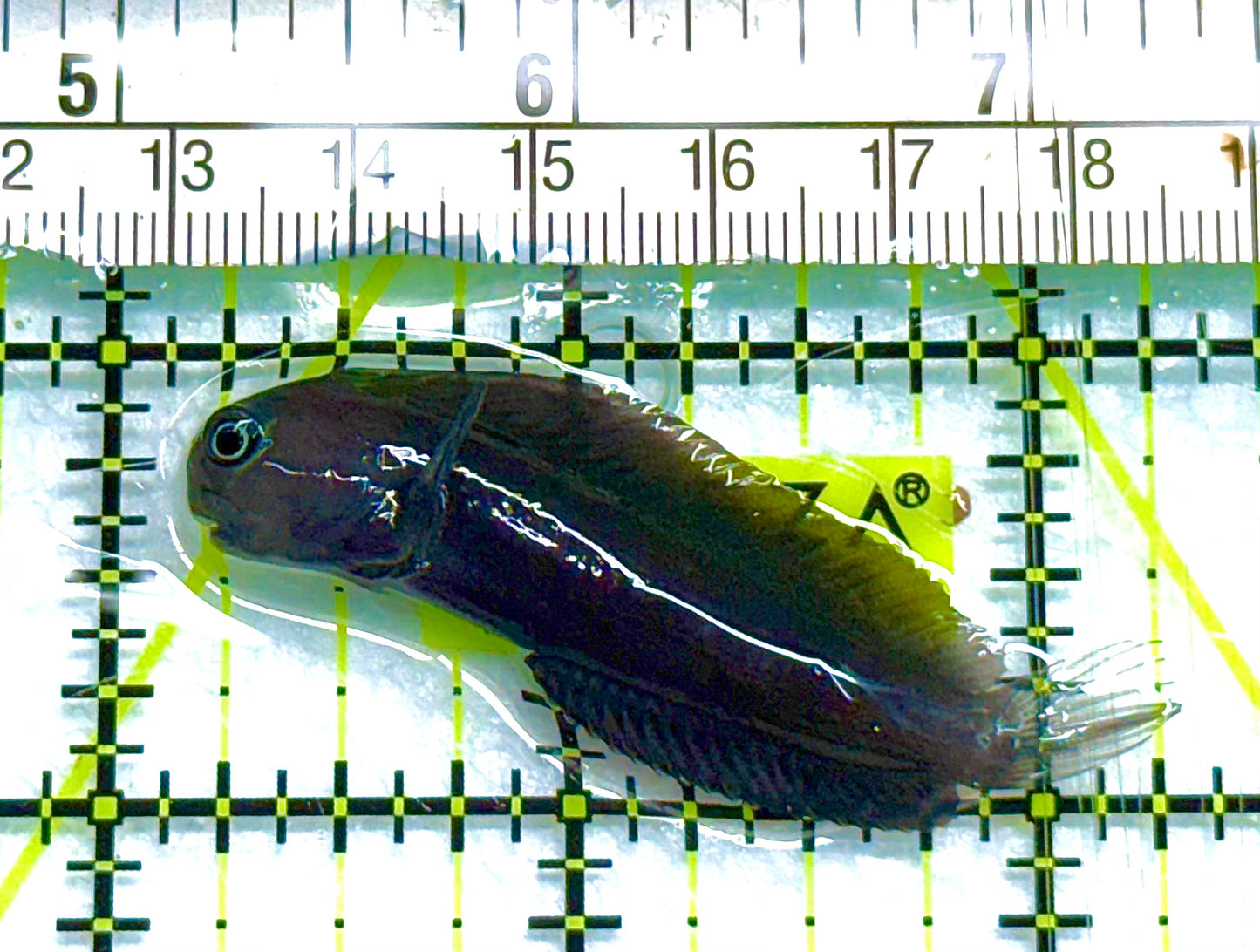 Starry Blenny SB041103 WYSIWYG Size: M 2.25" approx