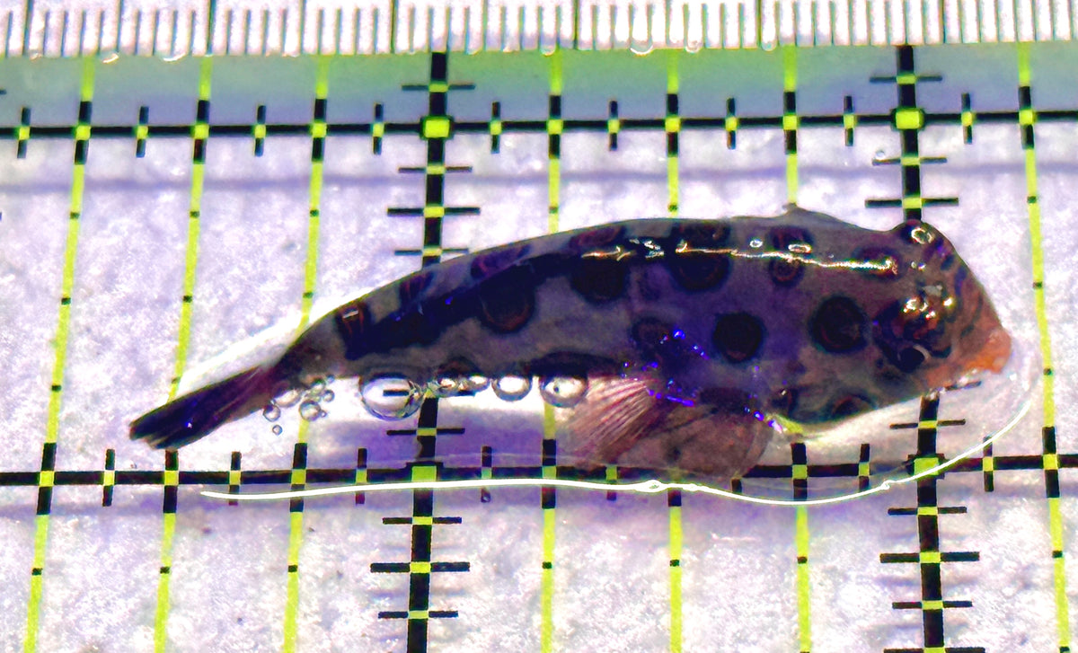 Spotted Mandarin Dragonet SMD101802 WYSIWYG Size : L 1.75" approx