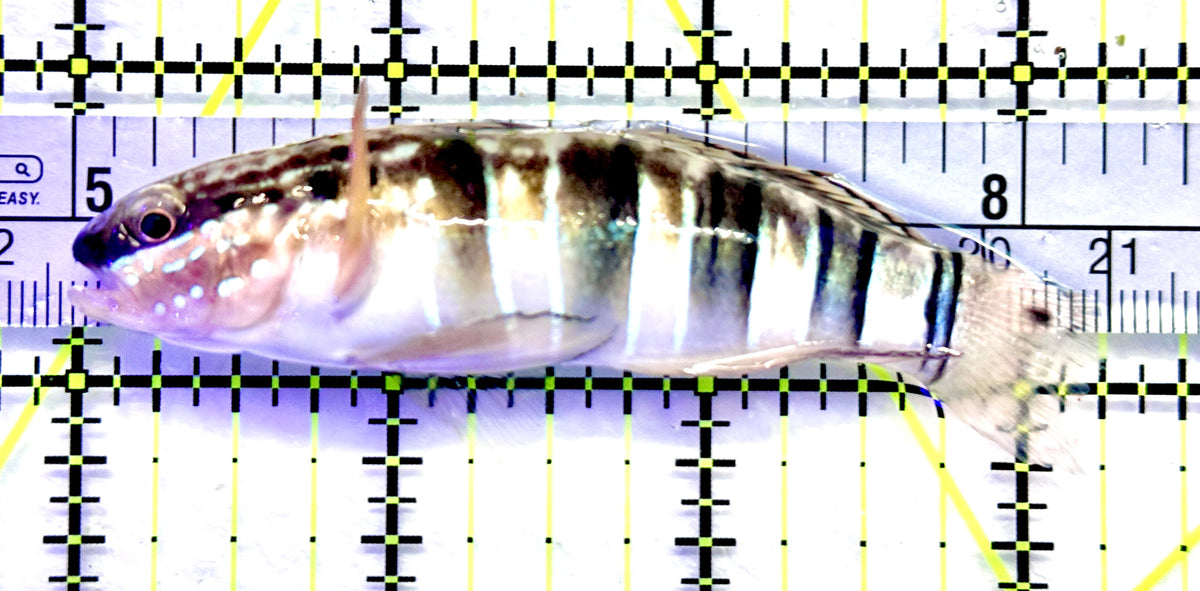 Sand Shifting Banded Sleeper Bullet Goby SSBSBG101801 WYSIWYG Size: L 3.25" approx