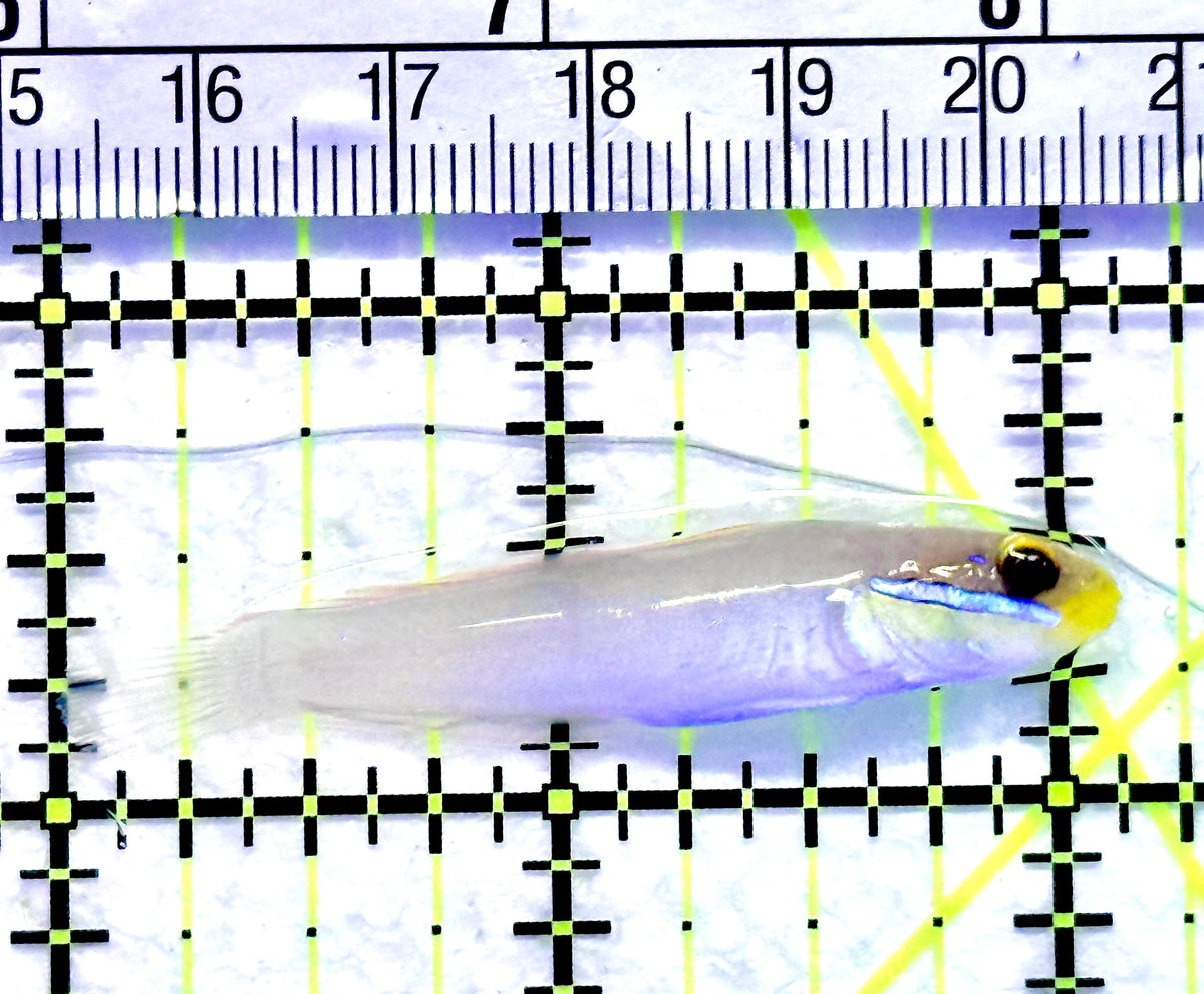 Golden Head Sleeper Goby GHSG101801 WYSIWYG Size: Tiny 2" approx