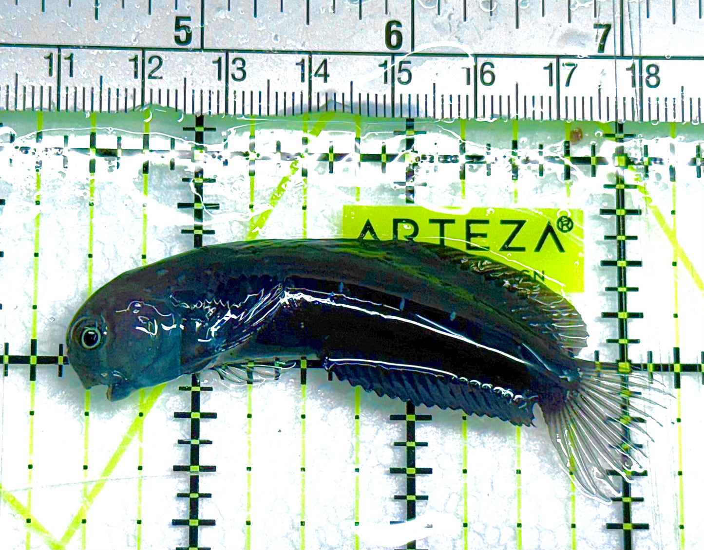 Starry Blenny SB041104 WYSIWYG Size: M 3" approx