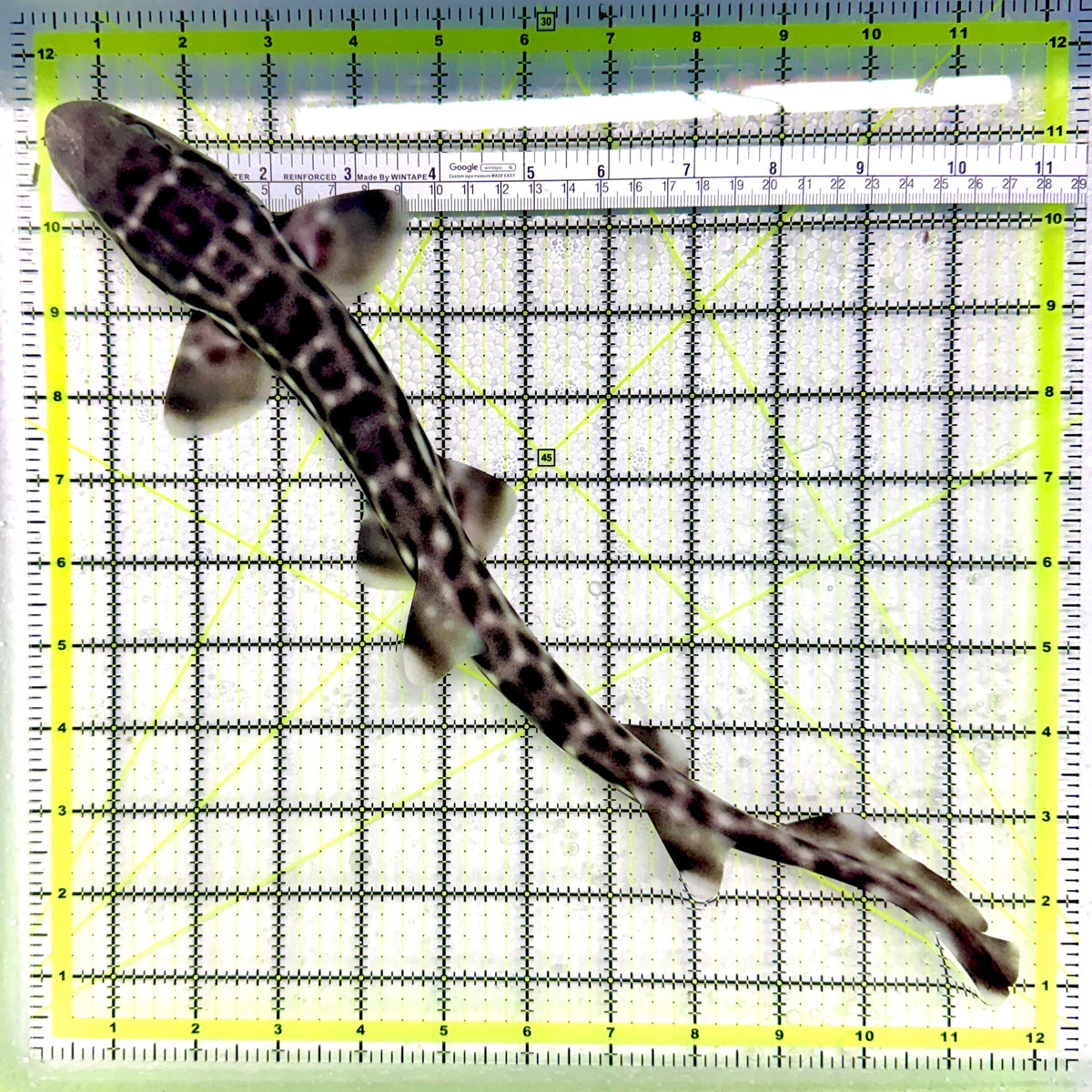 Baby White Spotted Cat Shark BWSCS101901 WYSIWYG Size: L 12" approx