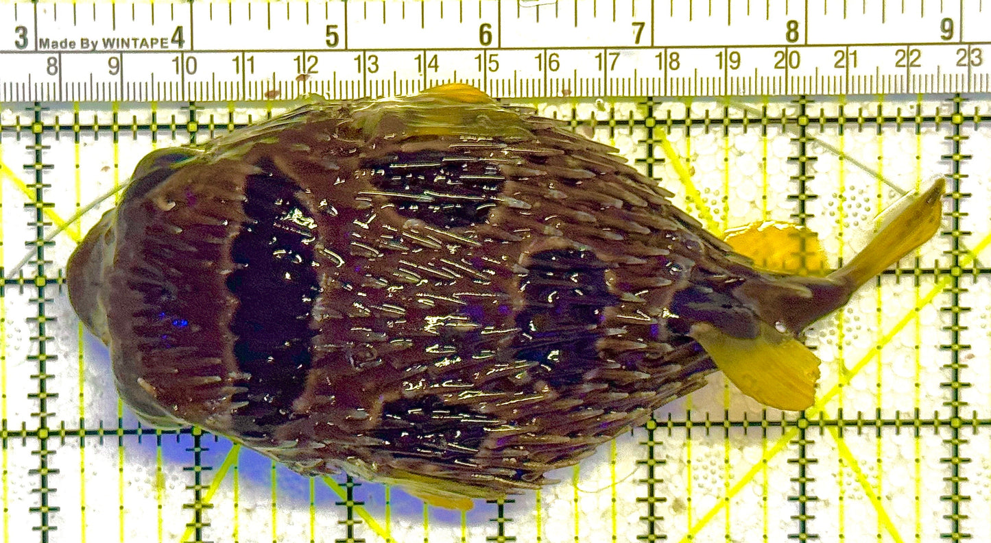 Long Spine Porcupine Pufferfish Size: L 3" to 4" - Violet Aquarium
