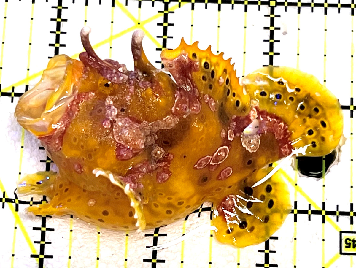 Yellow Pink Warty Angler YPWA101105 WYSIWYG Size: L 3.25" approx
