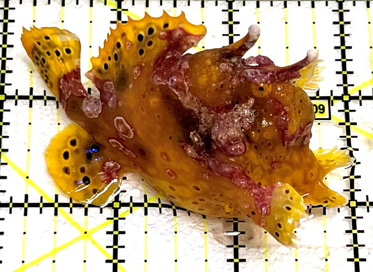 Yellow Pink Warty Angler YPWA101106 WYSIWYG Size: L 3" approx