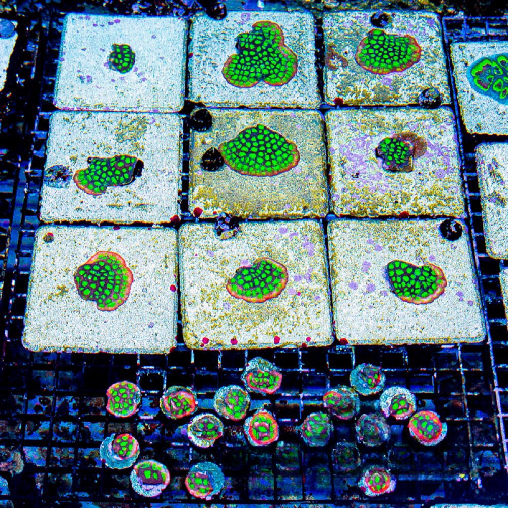 Falcon Favia (Aquacultured) Size: M 0.75” to 1” Approx Frag