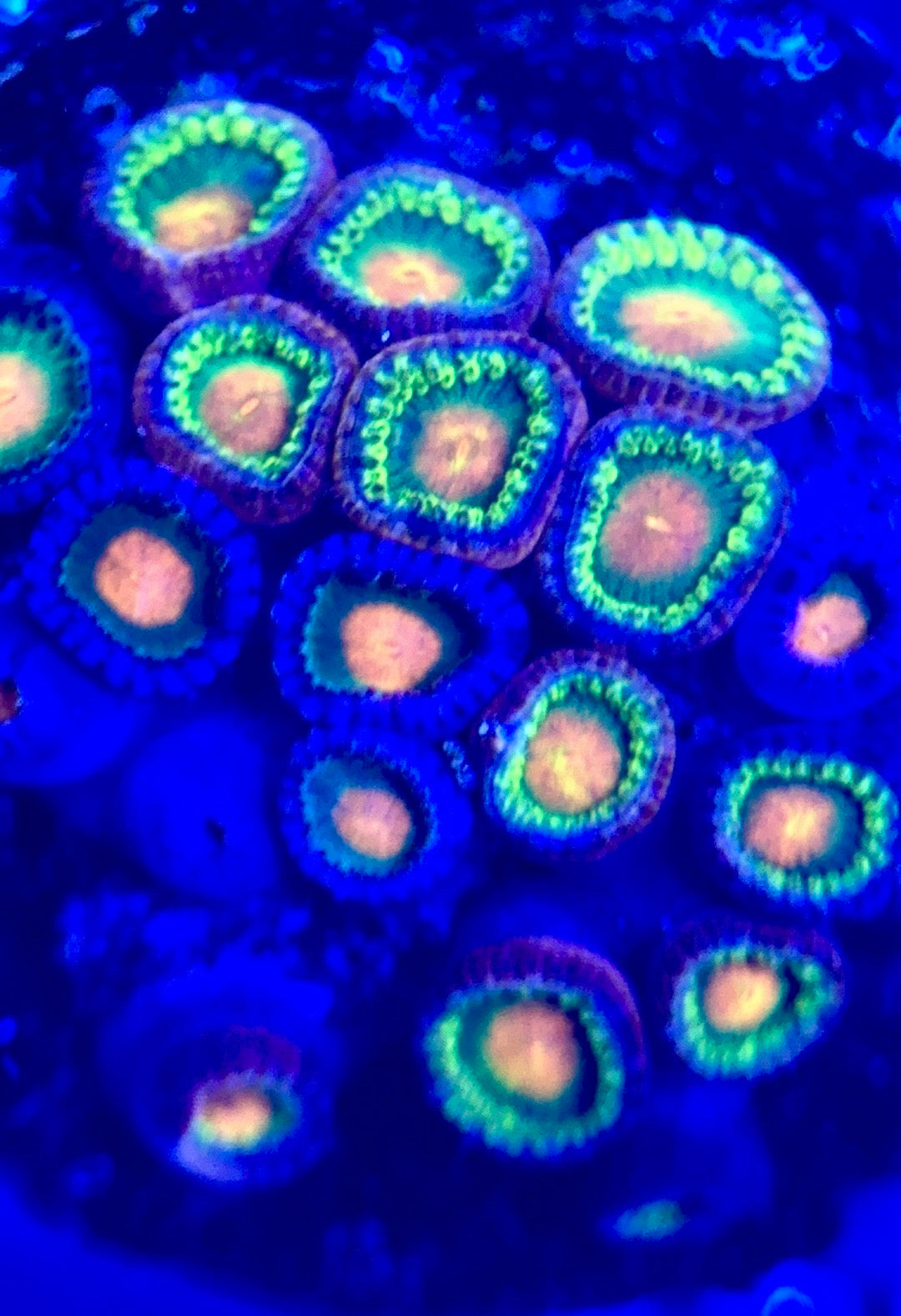 Zoas/Paly ZP102803 WYSIWYG