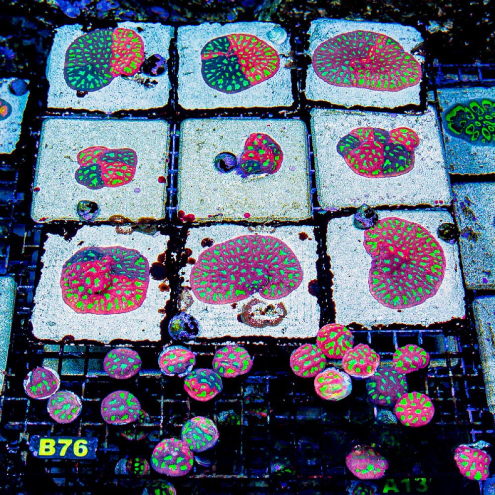 Twilight Favites (Aquacultured) Size: M 0.75” to 1” Approx Frag