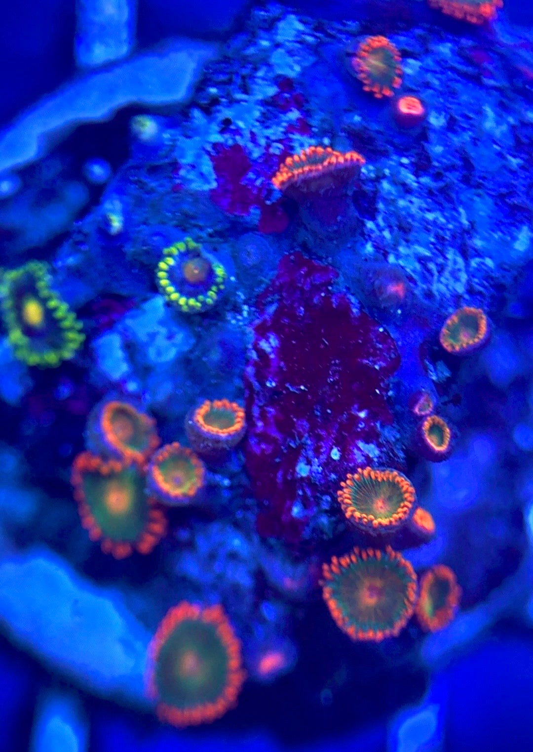 Zoas/Paly ZP102803 WYSIWYG