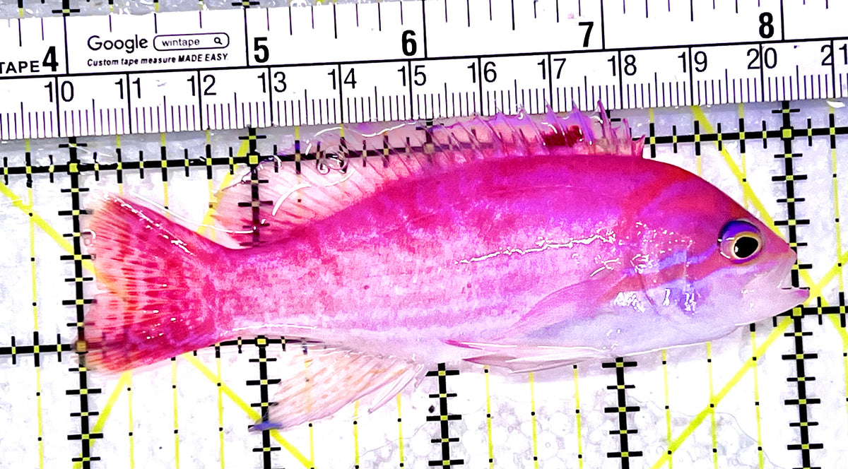 Bimaculatus Anthias Male BAM101702 WYSIWYG Size: XL 4" approx