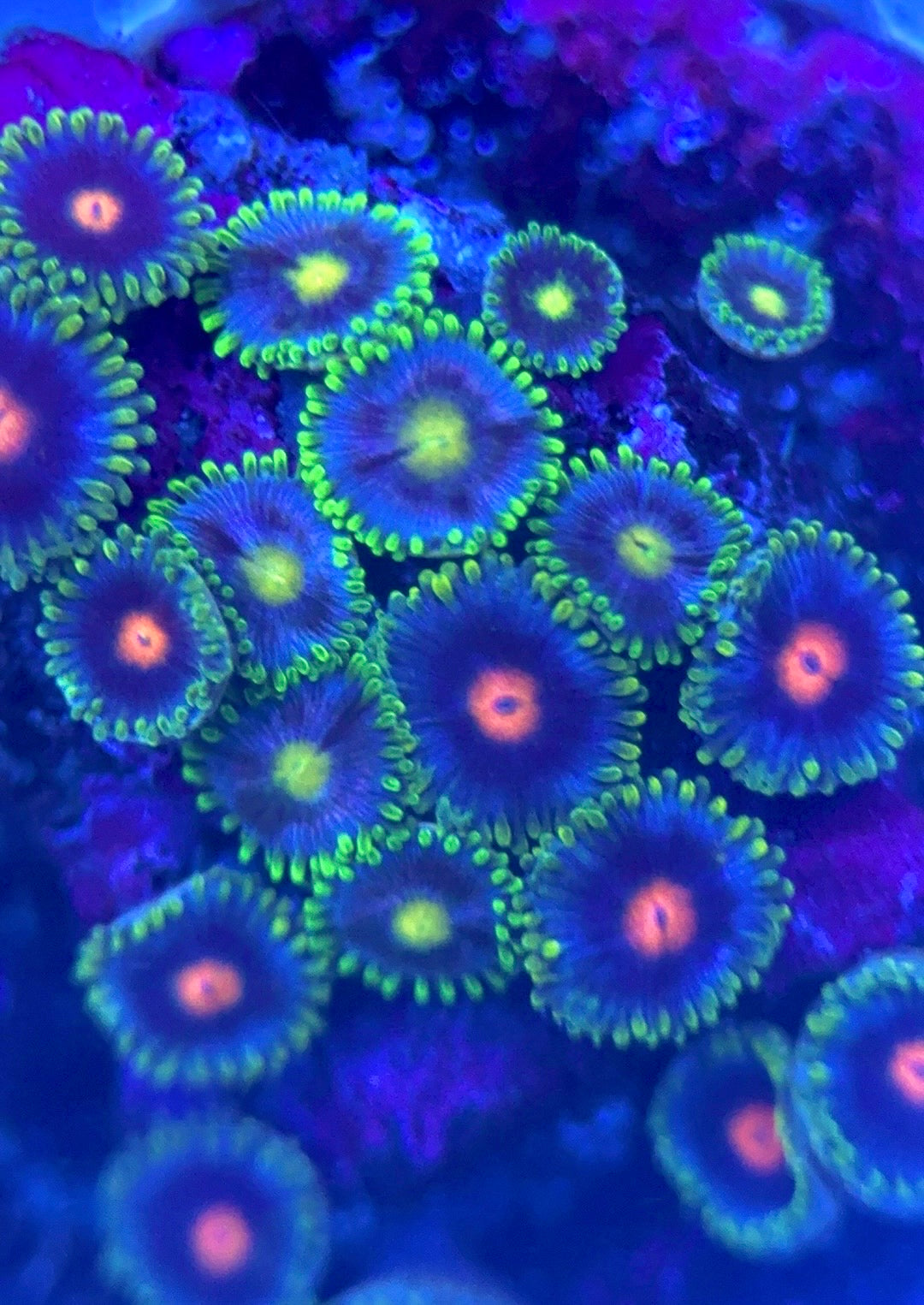 Zoas/Paly ZP102801 WYSIWYG