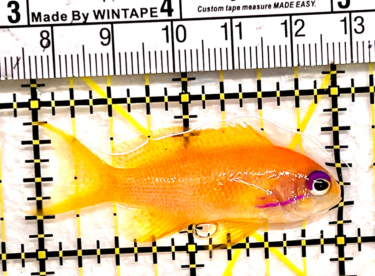 Female Lyretail Anthias (Maldives) FLA101704 WYSIWYG Size: L 2" approx