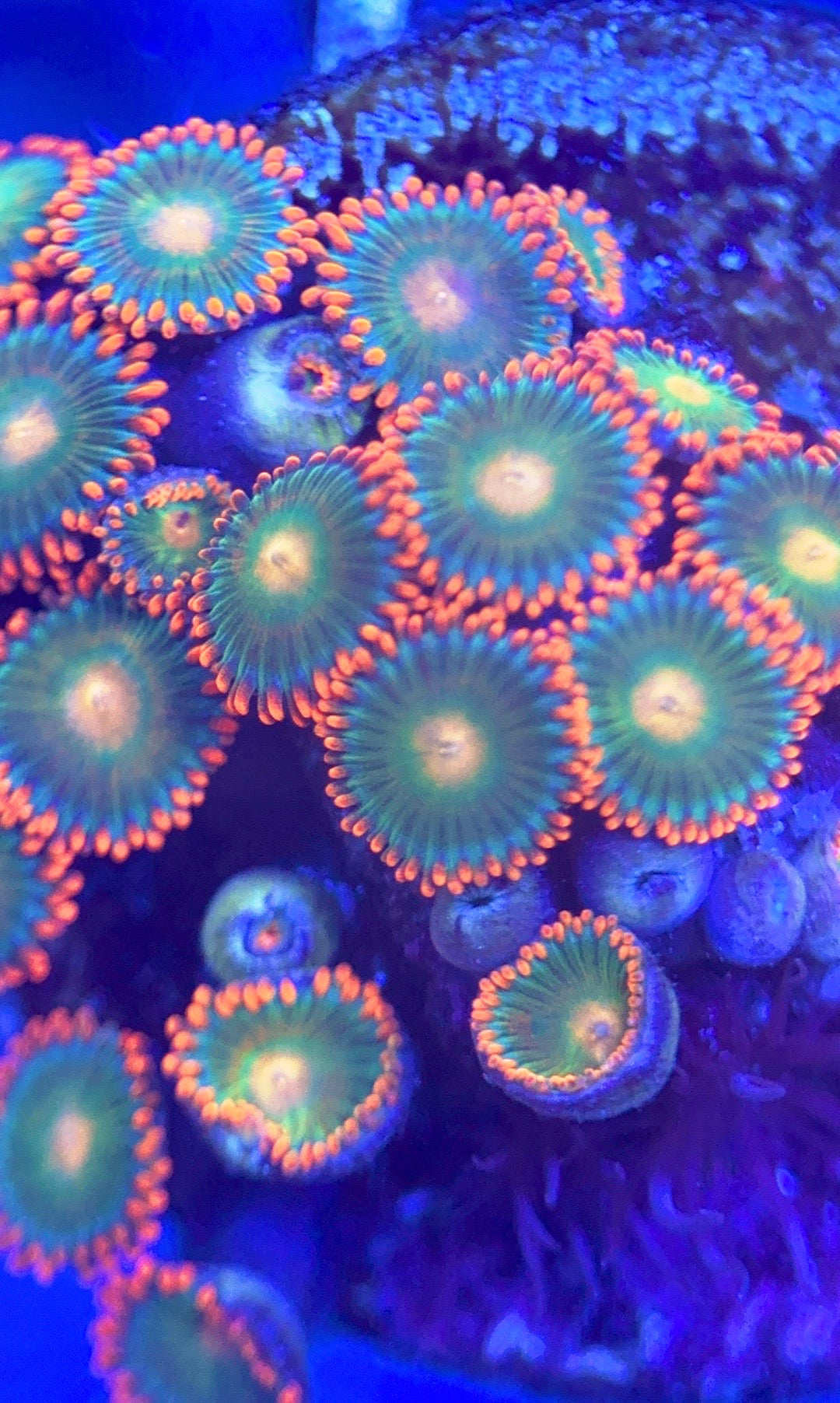 Zoas/Paly ZP102803 WYSIWYG