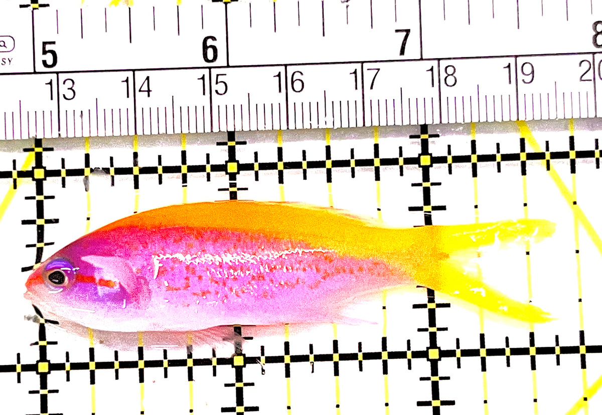 Evan's Anthias EA101702 WYSIWYG Size: L 2.75" approx