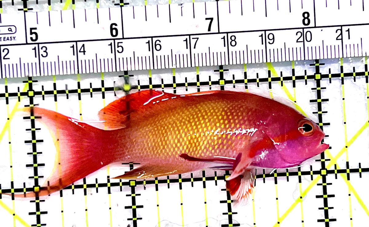 Male Lyretail Anthias (Maldives) MLA101703 WYSIWYG Size: L 3.25" approx