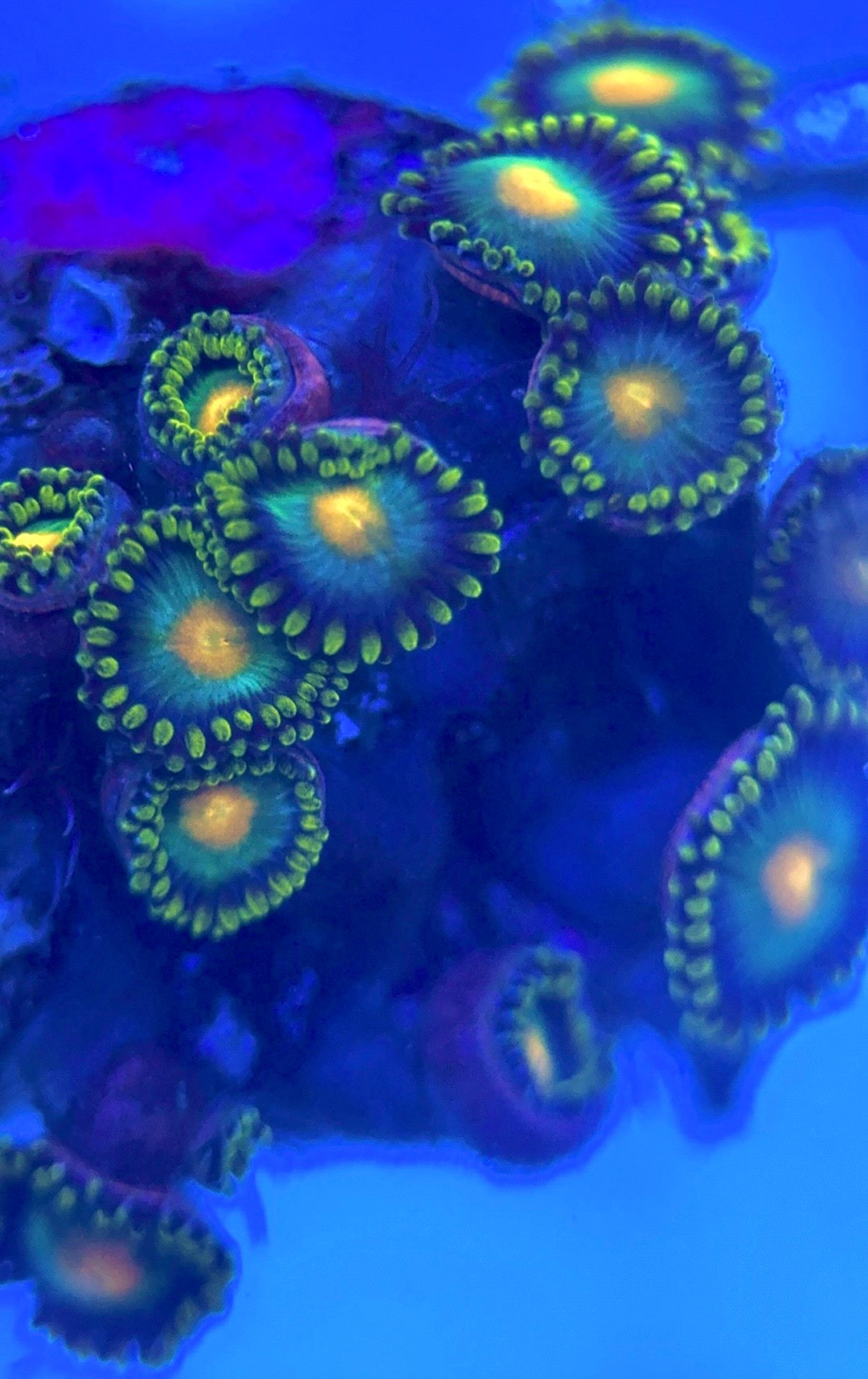 Zoas/Paly ZP102801 WYSIWYG