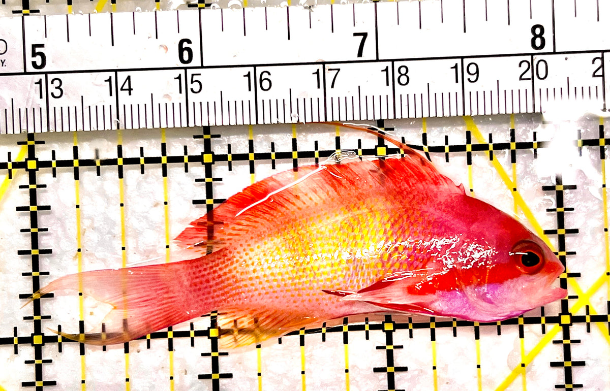 Male Lyretail Anthias (Maldives) MLA101704 WYSIWYG Size: M 3" approx