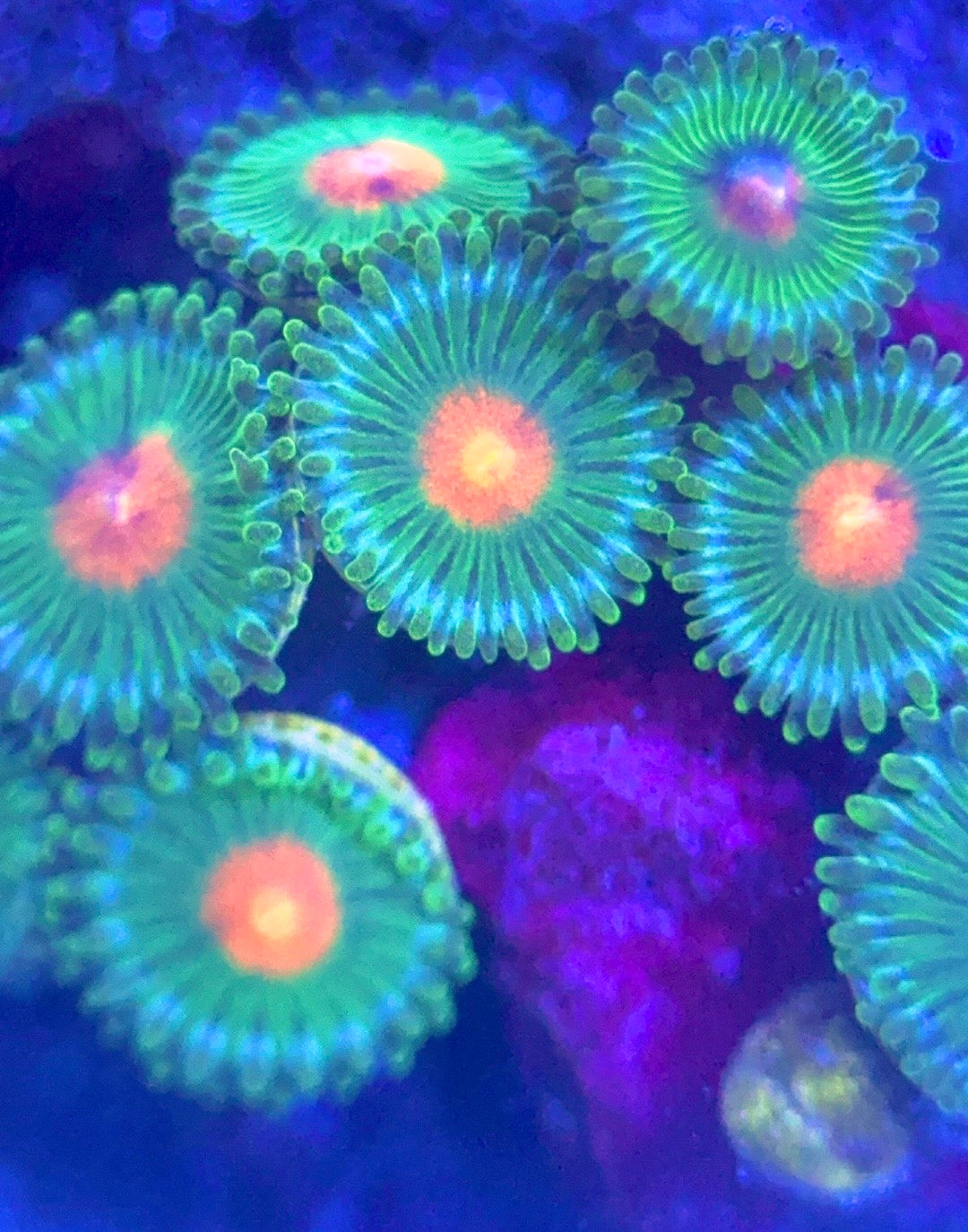 Zoas/Paly ZP102802 WYSIWYG