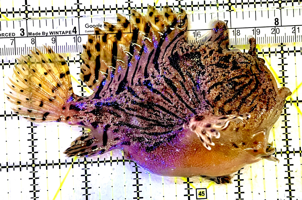 Shaggy Angler SA101702 WYSIWYG Size: XL 5.5" approx