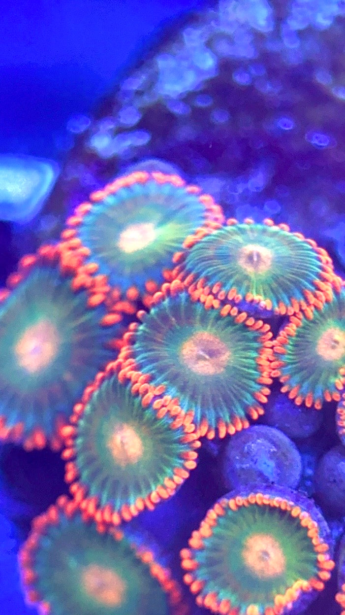Zoas/Paly ZP102803 WYSIWYG