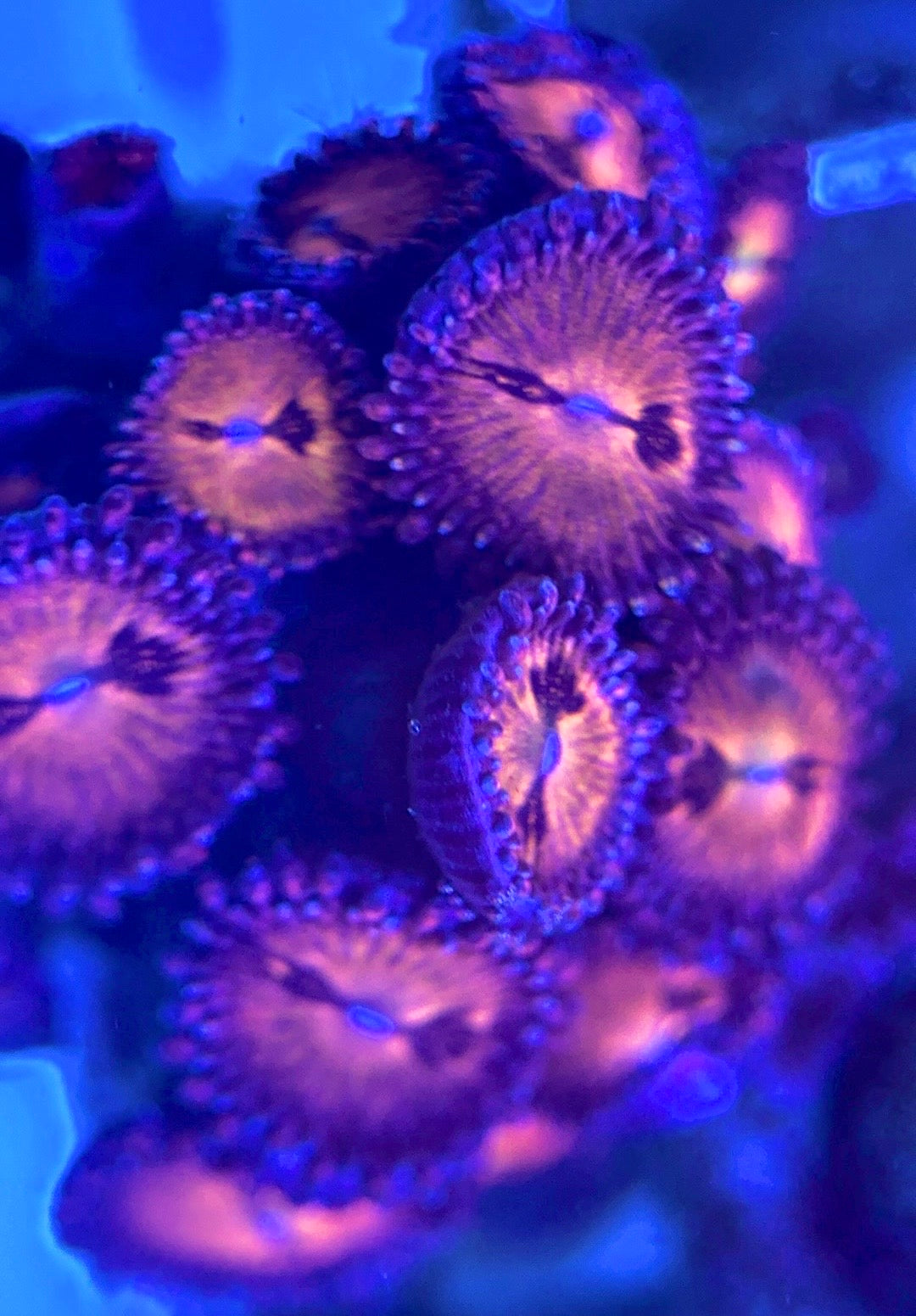 Zoas/Paly ZP102801 WYSIWYG
