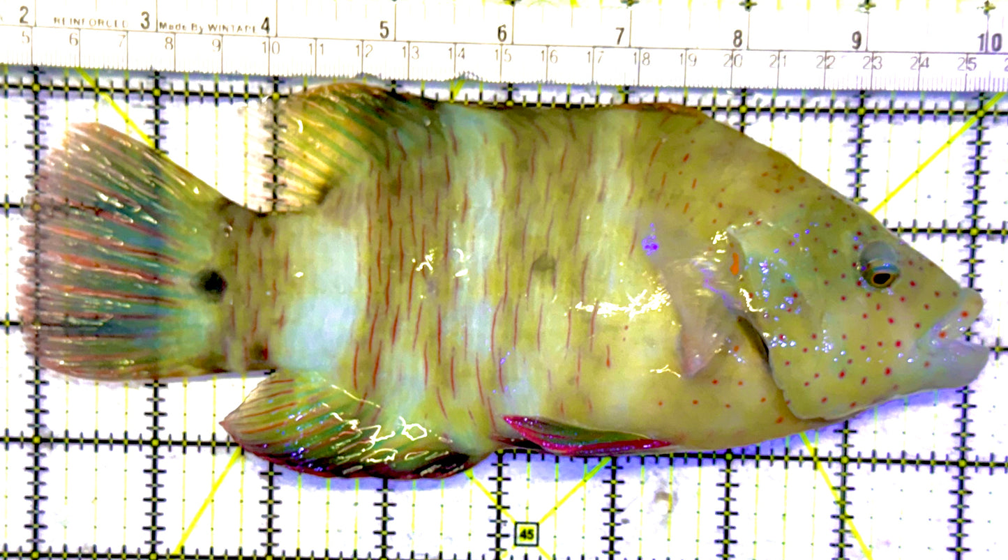 Oman Special Grade Broomtail Wrasse OSGBW022401 WYSIWYG Size: S 8.5 approx