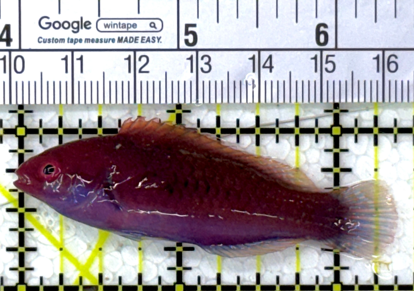 Blueside Fairy Wrasse BFW112701 WYSIWYG Size: M 2.5" approx