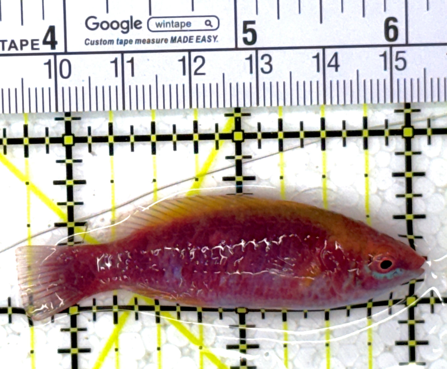 Lubbock's Fairy Wrasse LFW112701 WYSIWYG Size: SHOW 2.25" approx