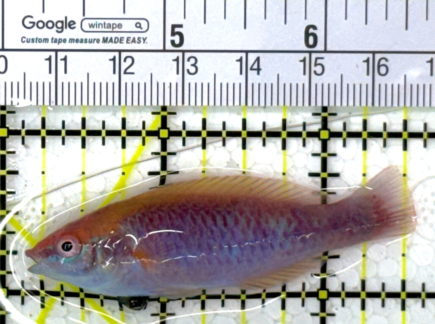 Lubbock's Fairy Wrasse LFW112702 WYSIWYG Size: SHOW 2.5" approx