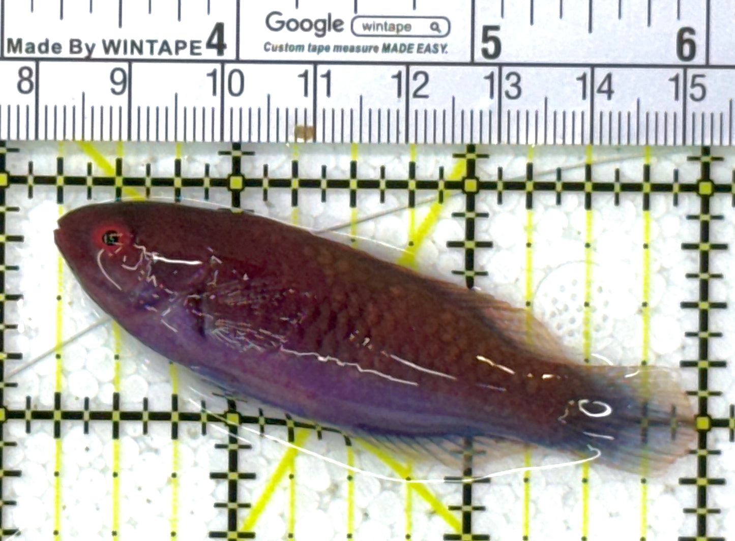 Blueside Fairy Wrasse BFW112702 WYSIWYG Size: M 3" approx