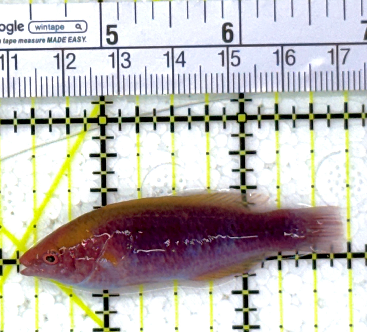 Lubbock's Fairy Wrasse LFW112703 WYSIWYG Size: SHOW 2.5" approx