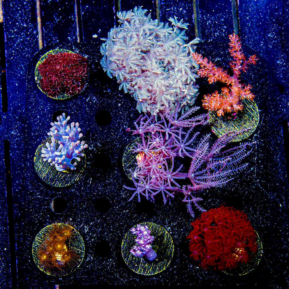 Beginner Soft Coral Pack (Aquacultured) Size: M 0.75” to 1” Approx Frag