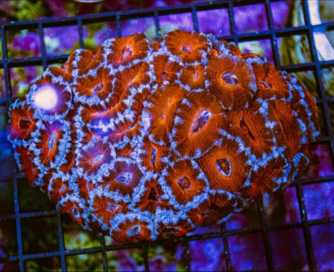 Aussie Red Acan Lordhowensis Mother Colony ARALMC072904 WYSIWYG