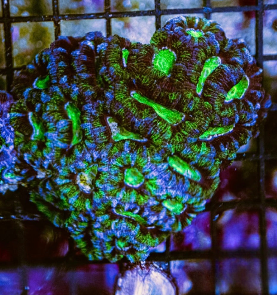 Aussie Neon Acan Lordhowensis Mother Colony ANALMC072903 WYSIWYG