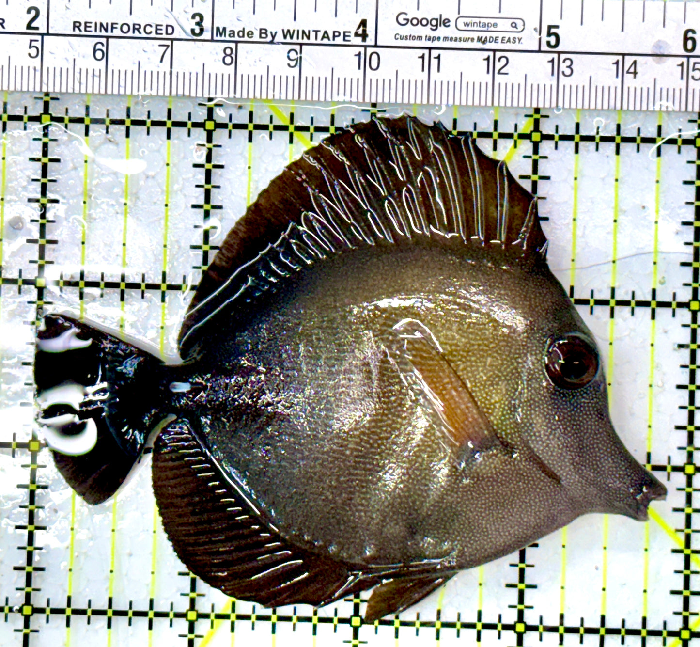 Scopas Tang ST112601 WYSIWYG Size: M 4"