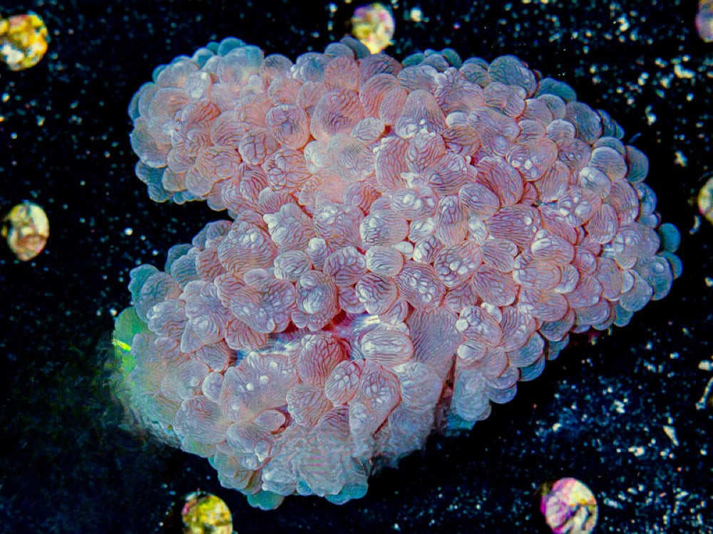 Aussie Pearl Bubble Coral Mother Colony APBCMC072902 WYSIWYG