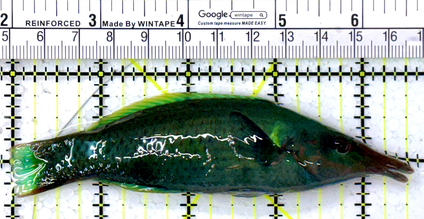 Green Bird Wrasse GBW112602 WYSIWYG Size: L 5.5"