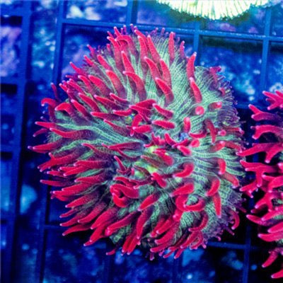 Red Tentacle Green Base Diaseris Mother Colony RTGBDMC081601 WYSIWYG (Hardy and Fragable)