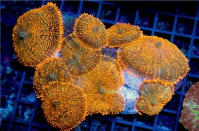 Atomic Orange Bullseye Mushroom Mother Colony AOBMMC081601 WYSIWYG