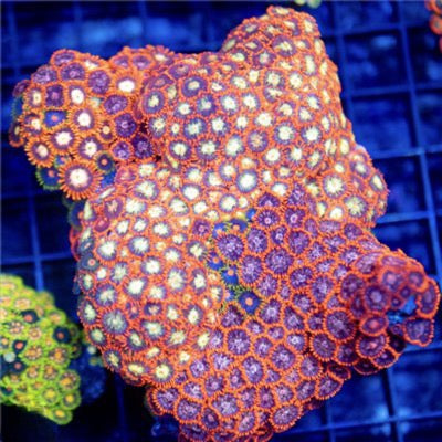 Indo Unique Golden Eye and Chaotic Purple Eye Zoa Mother Colony IUGECPEZMC081603 WYSIWYG