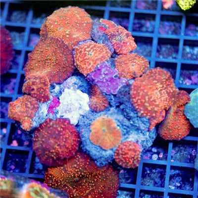 Ultra Red Aussie Discosoma Mushroom Mother Colony URADMMC081601 WYSIWYG