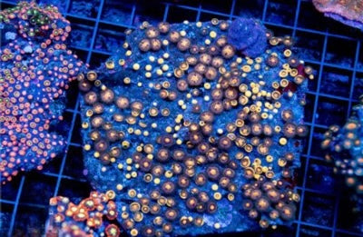 Zoa Ultra Indo Mother Colony ZUIMC082603 WYSIWYG