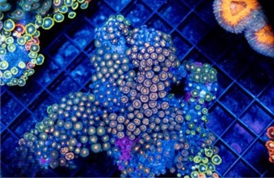 Zoa Ultra Indo Mother Colony ZUIMC082604 WYSIWYG