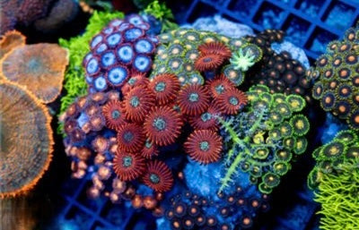 Cultured Zoa Ultra Indo Mother Colony CZUIMC082602 WYSIWYG