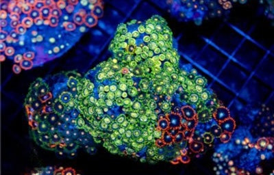 Zoa Ultra Indo Mother Colony ZUIMC082607 WYSIWYG